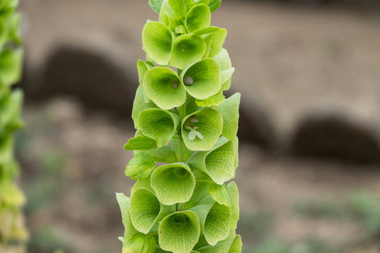 150 BELLS OF IRELAND ( Lady In The Bathtub / Shell Flower ) Moluccella Laevis Green Flower Seeds