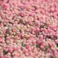 25 Spanish STONECROP / SEDUM HISPANICUM Groundcover Flower Seeds