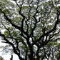 20 WOMAN'S TONGUE TREE White Mimosa Nectar Flower Albizia Lebbeck Legume Seeds