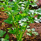 2000 Cutting LEAF CELERY Apium Graveolens Secalinum European Chinese Herb Seeds