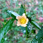 100 COUNTRY MALLOW (Bala / Flannel Weed) Sida Cordifolia Flower Seeds
