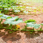 50 Table Queen ACORN SQUASH Winter Cucurbita Pepo Vegetable Seeds