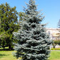 50 Colorado BLUE SPRUCE Tree Picea Pungens Glauca Christmas Tree White Silver Spruce Evergreen Seeds