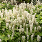 20 SUGAR SCOOP FOAMFLOWER White Tiarella Trifoliata Laceflower Flower Seeds