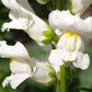 250 WHITE SNOWFLAKE SNAPDRAGON Antirrhinum Majus Flower Seeds