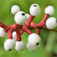 10 DOLL'S EYES Flower White Baneberry Cohosh Actaea Pachypoda Alba Seeds