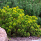 25 MUGO PINE Dwarf Evergreen Pinus Pumilio Shrub Seeds