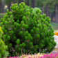 25 MUGO PINE Dwarf Evergreen Pinus Pumilio Shrub Seeds