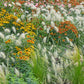 30 WHITE FOUNTAIN GRASS Pennisetum Villosum Ornamental Flower Seeds