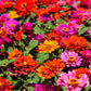 250 Mixed Colors ZINNIA ELEGANS Flower Seeds