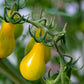 300 YELLOW PEAR TOMATO Lycopersicon Lycopersicum Fruit Vegetable Seeds