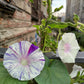 40 CARNEVALE di VENEZIA MORNING GLORY Pink & Purple with White Stripes Ipomoea Purpurea Flower Vine Seeds