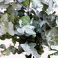 20 SILVER DROP EUCALYPTUS Gunnii Cider Gum Silver Blue Foliage Florist Tree Seeds