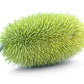 10 WOOLY BEAR GOURD Hedgehog Cucumis Dipsaceus Fuzzy Green Ornamental Seeds