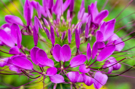 100 VIOLET QUEEN CLEOME Hassleriana Cleome Spinosa Purple Spider Flower Seeds