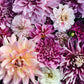 50 EARLY BIRD DAHLIA Mixed Colors Flower Seeds
