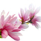 5 SAUCER MAGNOLIA x Soulangeana Denudata & Liliiflora 5 - 10" Pink & White Flower Tulip Tree Seeds