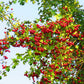 20 ENGLISH HAWTHORN TREE Edible Fruit Flower Mayflower Crataegus Laevigata Seeds