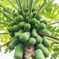 30 PAPAYA MELON Fruit TREE Carica Papaya Seeds