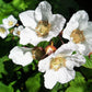 50 THIMBLEBERRY Rubus Parviflorus Edible Red Berry Fruit Native White Flower Sun or Shade Shrub Seeds