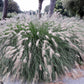 25 DWARF FOUNTAIN GRASS Pennisetum Alopecuroides Hardy Ornamental White Plume Seeds
