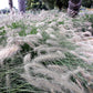 25 DWARF FOUNTAIN GRASS Pennisetum Alopecuroides Hardy Ornamental White Plume Seeds