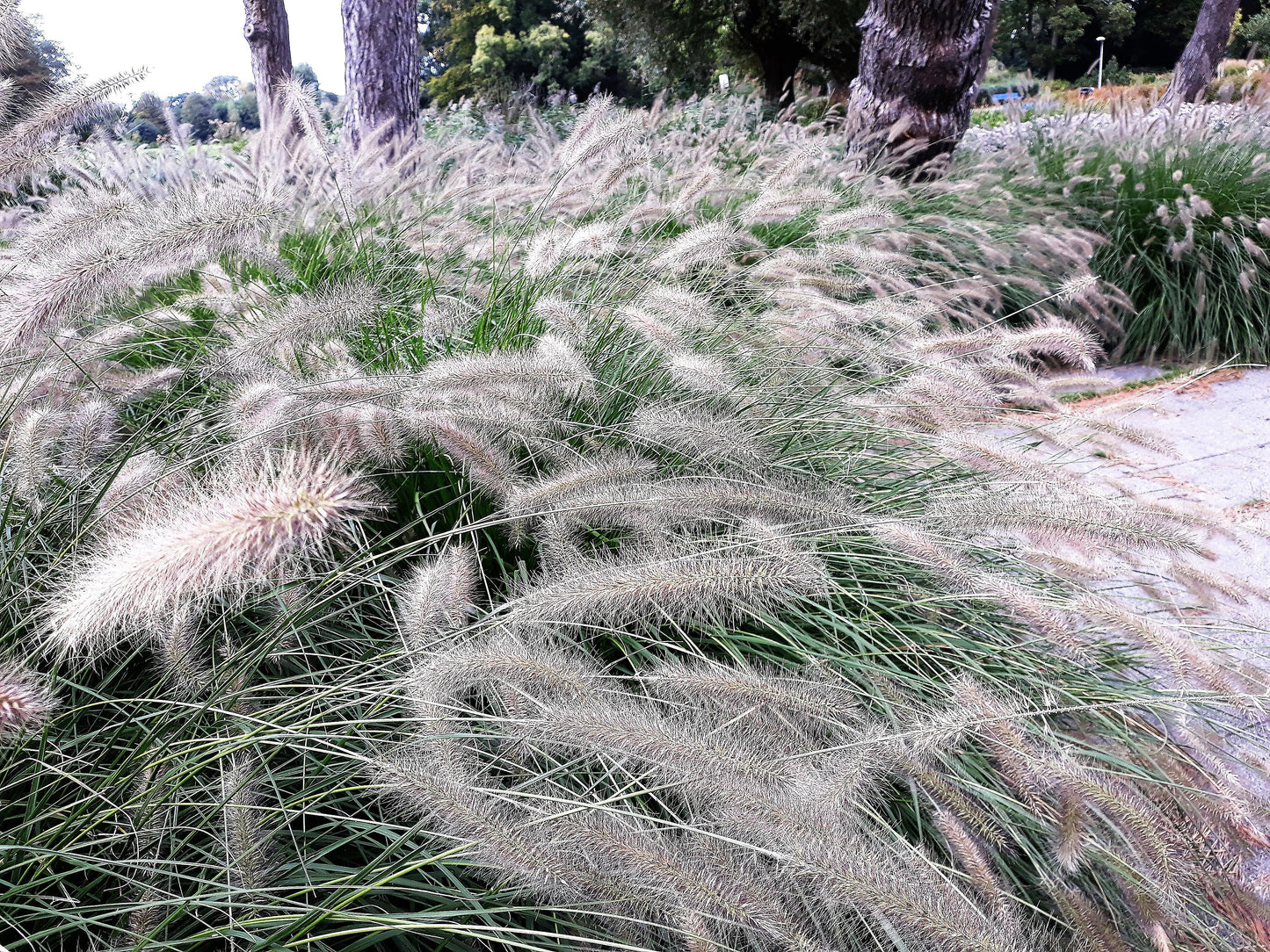 25 DWARF FOUNTAIN GRASS Pennisetum Alopecuroides Hardy Ornamental White Plume Seeds