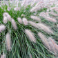 25 DWARF FOUNTAIN GRASS Pennisetum Alopecuroides Hardy Ornamental White Plume Seeds