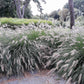 25 DWARF FOUNTAIN GRASS Pennisetum Alopecuroides Hardy Ornamental White Plume Seeds