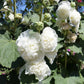 50 SUMMER CARNIVAL HOLLYHOCK Double Mixed Colors Red Pink White Yellow Peach Alcea Rosea Flower Seeds