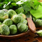 500 HEIRLOOM BRUSSEL SPROUT Brassica Oleracea Green Long Island Vegetable Seeds