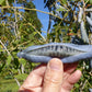 7 BLUE SAUSAGE FRUIT Edible & Ornamental Decaisnea Fargesii Tree Shrub Seeds