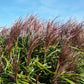 10 RED MAIDEN GRASS Miscanthus Sinensis Plumes Ornamental Flower Seeds