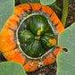 10 American TURKS TURBAN SQUASH Gourd Cucurbita Maxima Vine Seeds