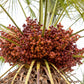 5 MEDITERRANEAN FAN PALM European Dwarf Tree Shrub Chamaerops Humilis Seeds