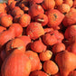 30 GOLDEN HUBBARD SQUASH Genesee Red Buttercup Cucurbita Pepo Vegetable Seeds