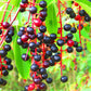30 BLACK CHERRY Fruit Tree Prunus Serotina Fragrant White Flowers Seeds