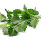 500 WHITE ANISE Pimpinella Anisum HERB Flower Seeds