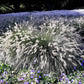25 DWARF FOUNTAIN GRASS Pennisetum Alopecuroides Hardy Ornamental White Plume Seeds