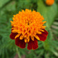250 DWARF DOUBLE MARIGOLD ' Orange Flame ' Tagetes Patula French Red Flower Seeds