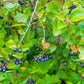 30 PURPLE CHOKEBERRY Aronia Prunifolia White Flower Fruit Shrub Seeds