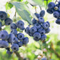 50 Northern HIGHBUSH BLUEBERRY BUSH Vaccinium Fruit Shrub Blue Berry White Flower Seeds