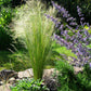 25 MEXICAN FEATHER GRASS Pony Tails Ornamental Stipa Tenuissima Nassella Seeds Wind Whisp