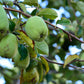 20 Chinese QUINCE FRUIT TREE Chaenomeles Sinensis Pseudocydonia Fruit Flower Seeds Thornless