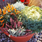 50 MIXED ORNAMENTAL CABBAGE Flowering Cabbage Brassica Oleracea Seeds
