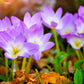 10 AUTUMN CROCUS Colchicum Autumnale Meadow Saffron Flower Seeds
