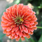 500 Mixed Colors CALIFORNIA GIANT ZINNIA Elegans Flower Seeds