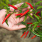 300 LONG Red CAYENNE PEPPER Hot Capsicum Annuum Vegetable Seeds