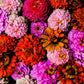 200 Mixed Colors ZINNIA POMPON Zinnia Elegans Flower Seeds