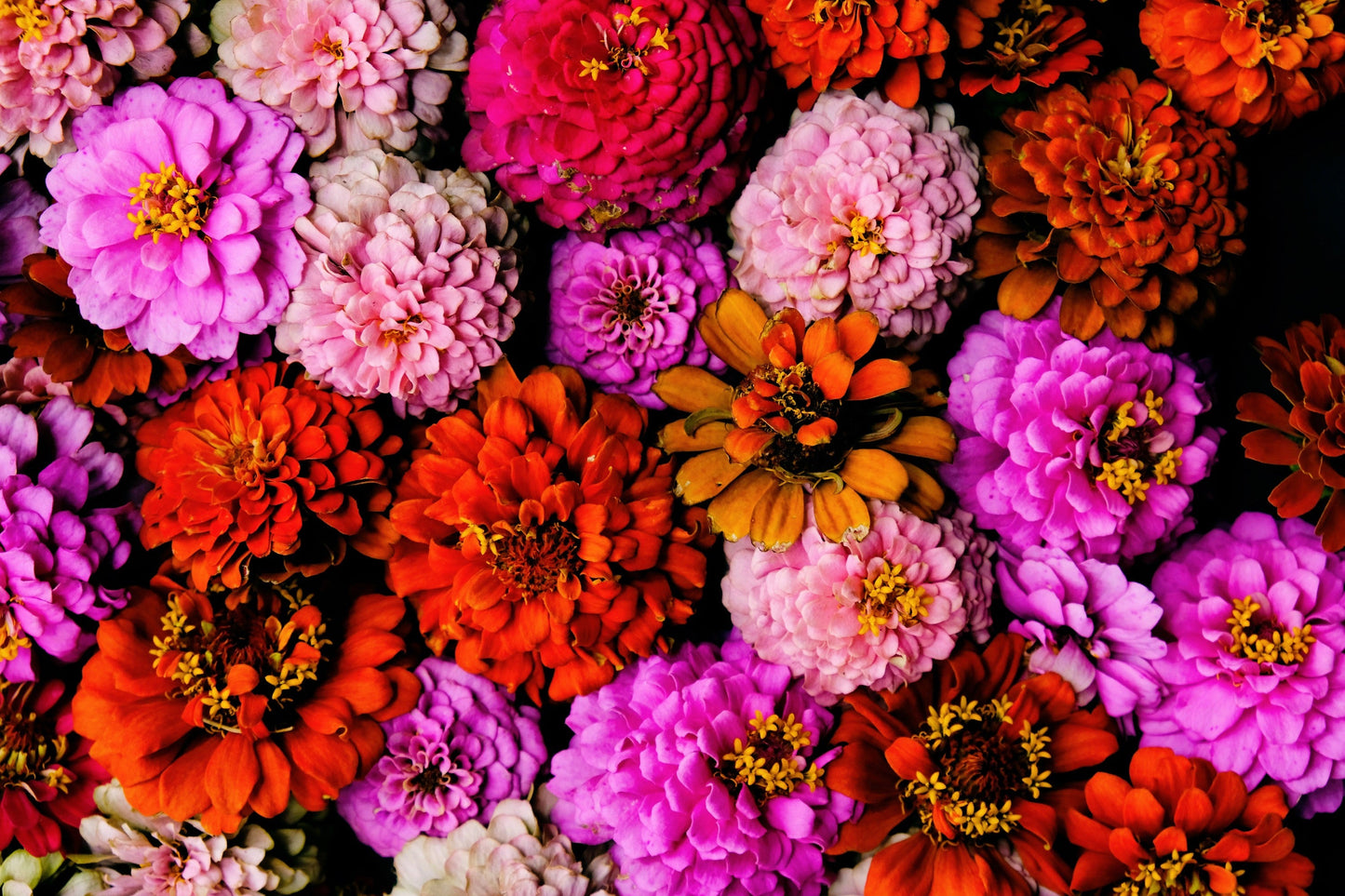 200 Mixed Colors ZINNIA POMPON Zinnia Elegans Flower Seeds